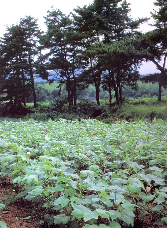 산청 목면시배 유지 사진