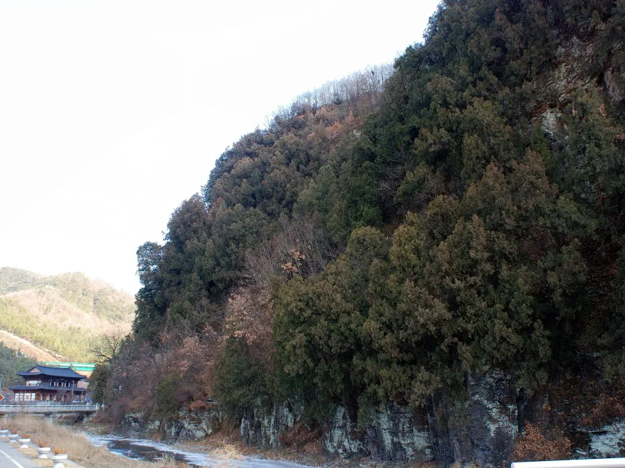 대구 도동 측백나무 숲 사진