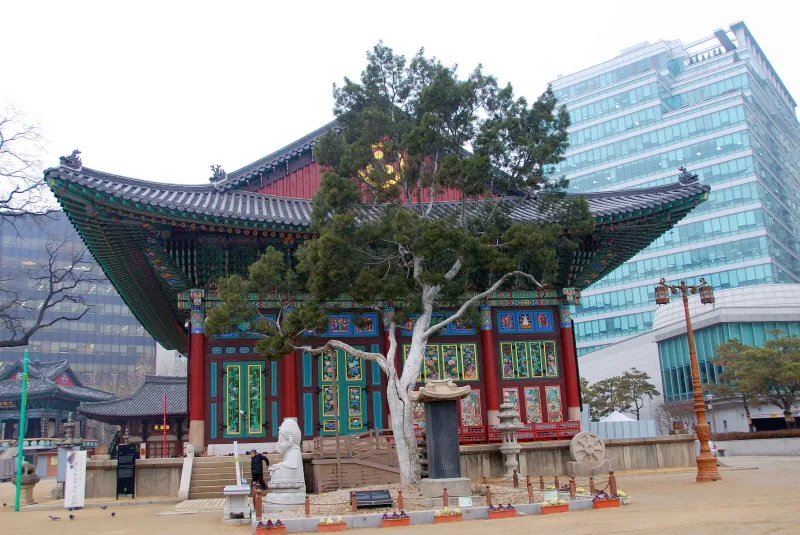 서울 조계사 백송 사진