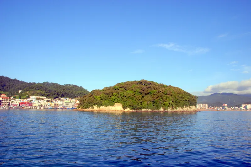 완도 주도 상록수림 사진