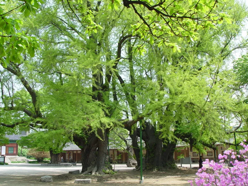 서울 문묘 은행나무 사진