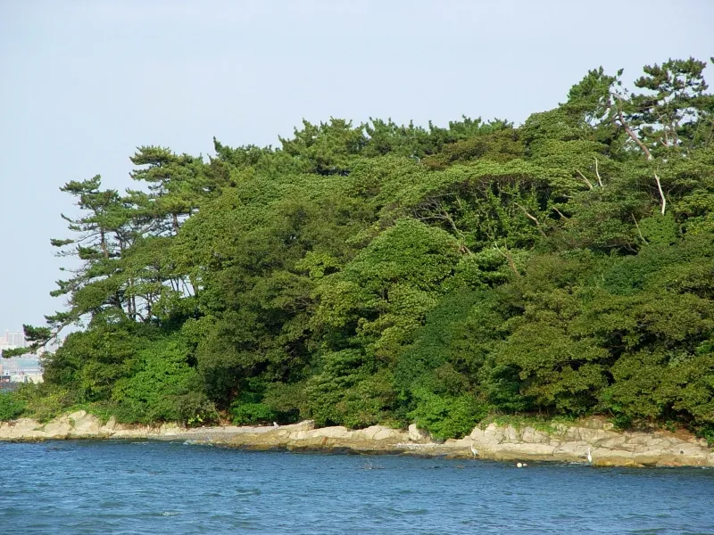 울주 목도 상록수림 사진