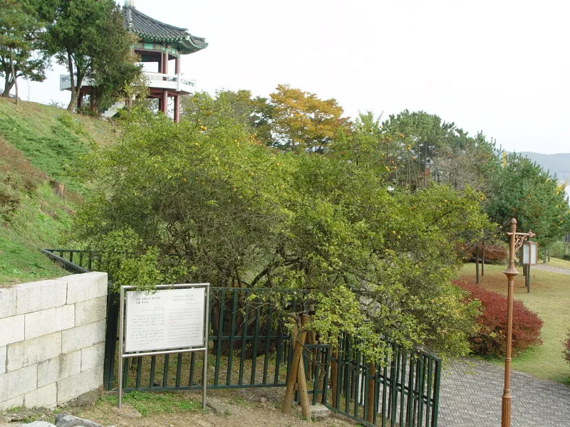 강화 갑곶리 탱자나무 사진