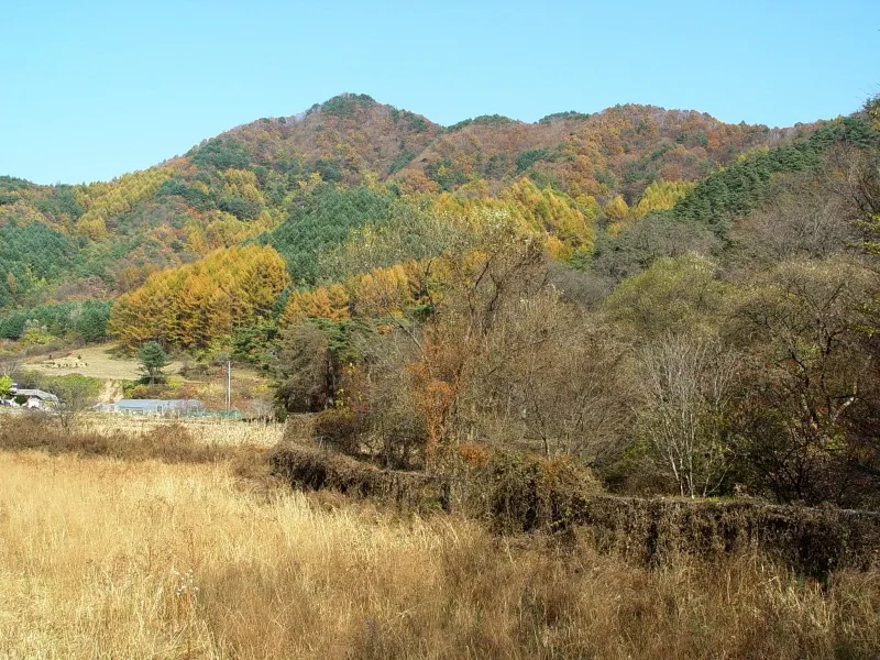 원성 성남리 성황림 사진