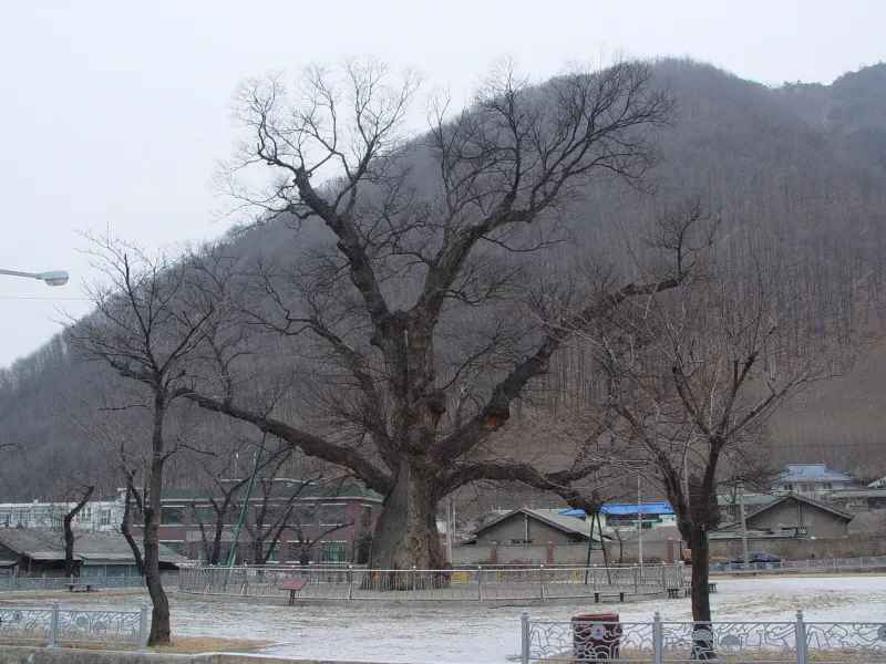 삼척 도계리 긴잎느티나무 사진