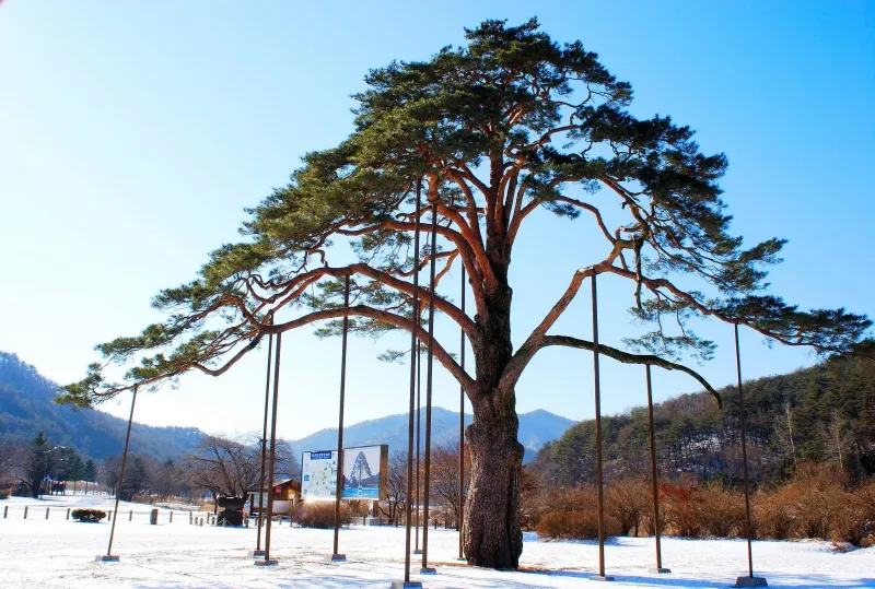보은 속리 정이품송 사진