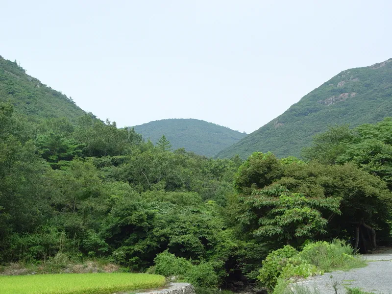진도 쌍계사 상록수림 사진