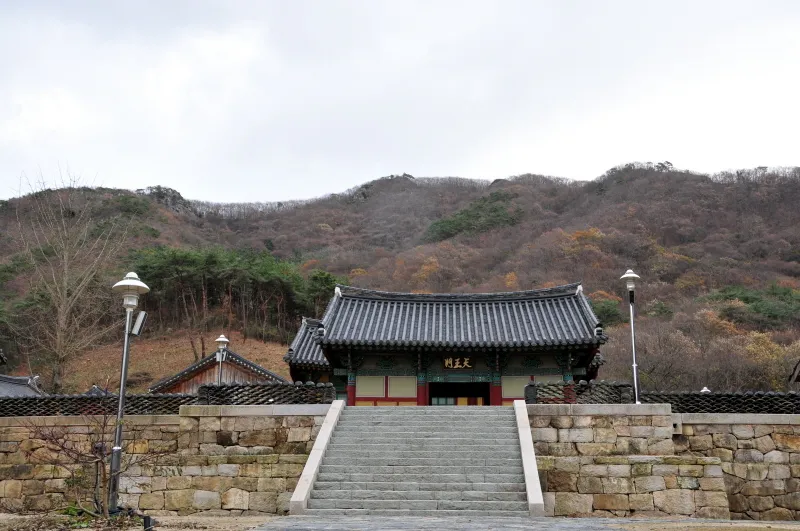 영광 불갑사 참식나무 자생북한지 사진