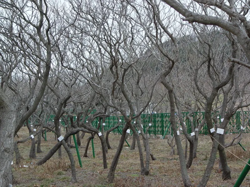태안 안면도 모감주나무군락 사진