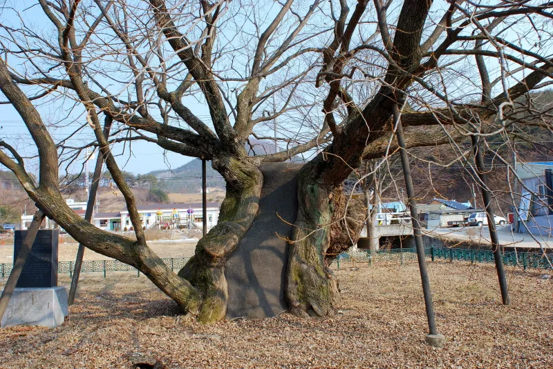 청송 관리 왕버들 사진