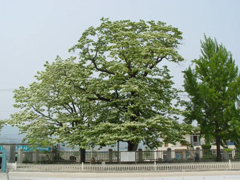 진안 평지리 이팝나무 군 사진
