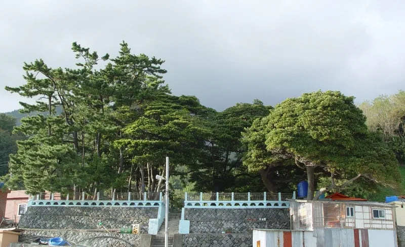 울릉 사동 흑비둘기 서식지 사진