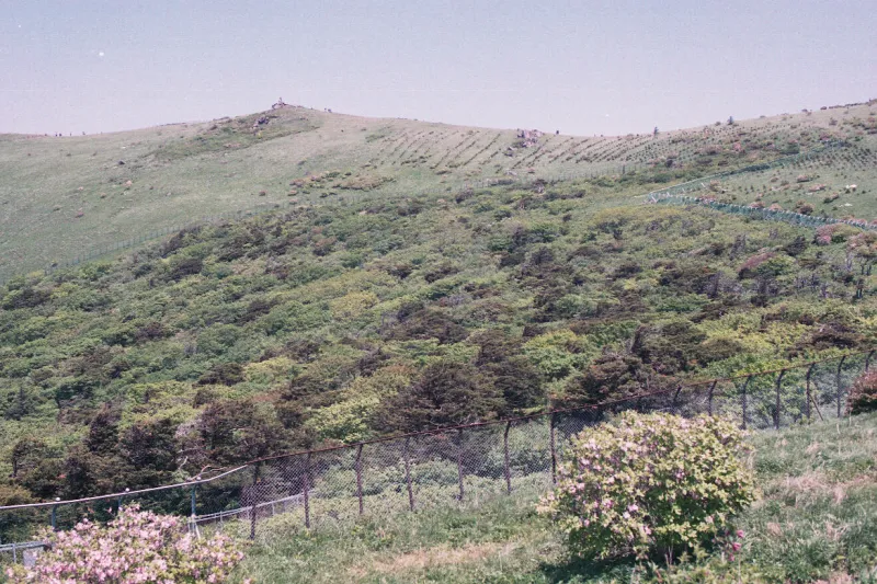 소백산 주목군락 사진