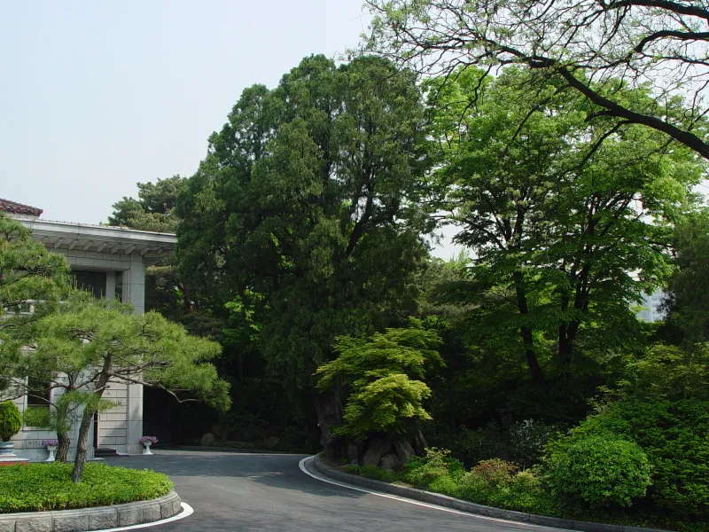 서울 삼청동 측백나무 사진