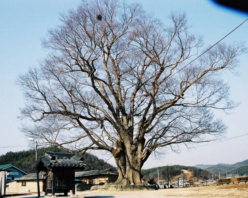 안동 사신리 느티나무 사진