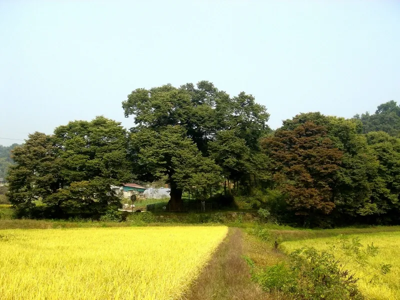 양주 황방리 느티나무 사진
