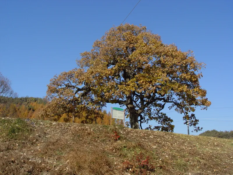 영풍 병산리 갈참나무 사진