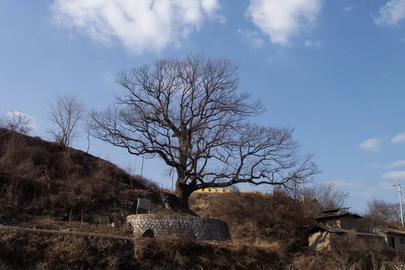 안동 대곡리 굴참나무 사진