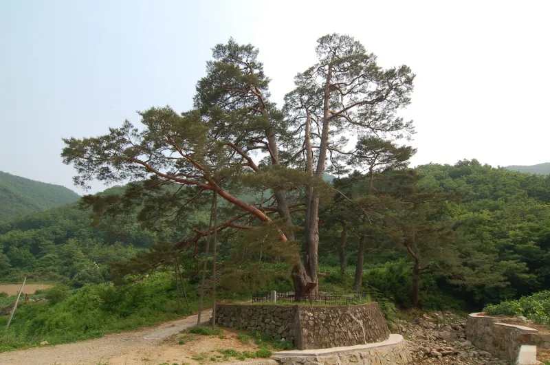 문경 화산리 반송 사진