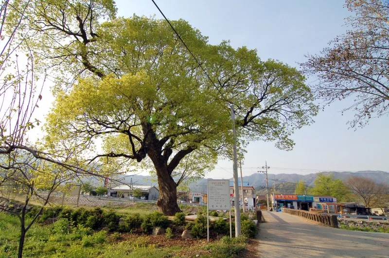 청도 덕촌리 털왕버들 사진