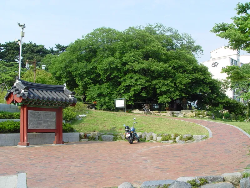부산 좌수영성지 푸조나무 사진