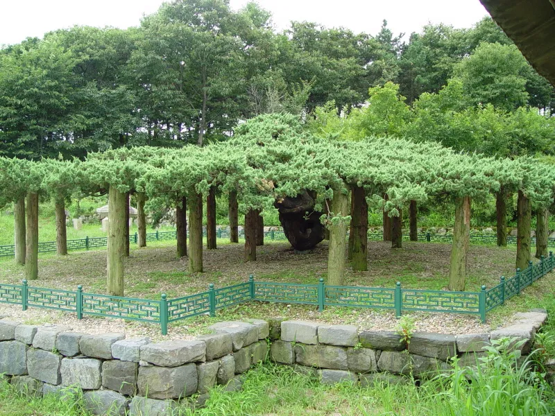 연기 봉산동 향나무 사진