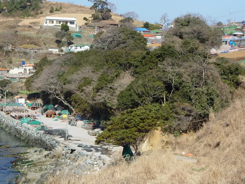 통영 추도 후박나무 사진