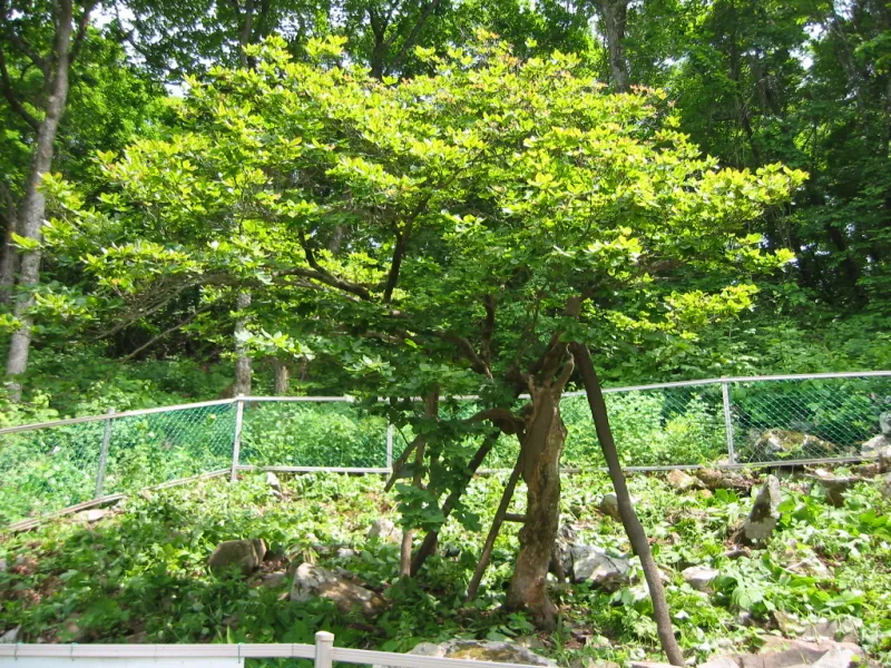 정선 반론산 철쭉나무 및 분취류 자생지 사진