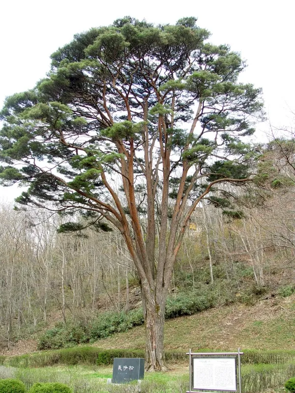 고창 선운사 도솔암 장사송 사진