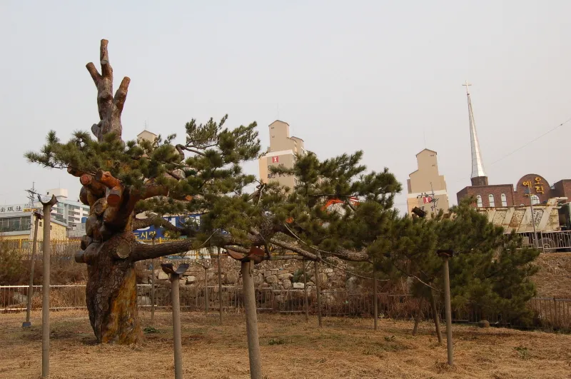 전주 삼천동 곰솔 사진