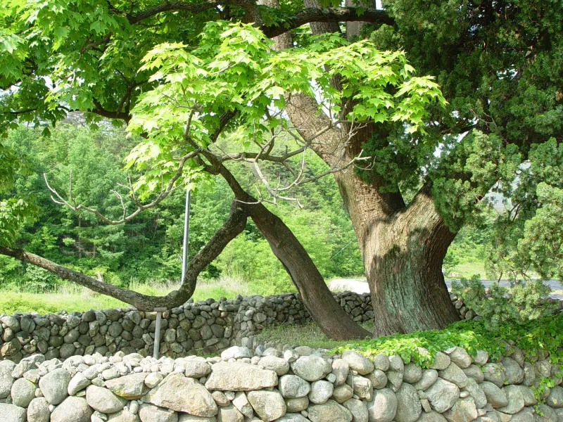 삼척 궁촌리 음나무 사진