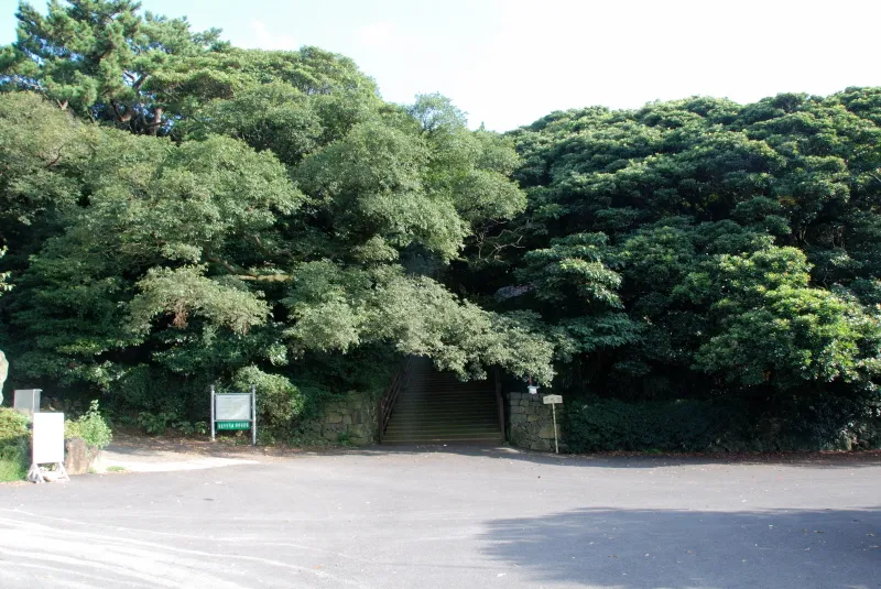 제주 납읍리 난대림 사진