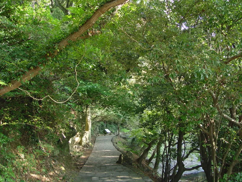 제주 안덕계곡 상록수림 사진