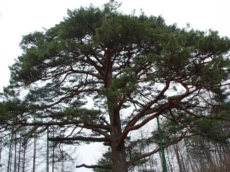 괴산 적석리 소나무 사진