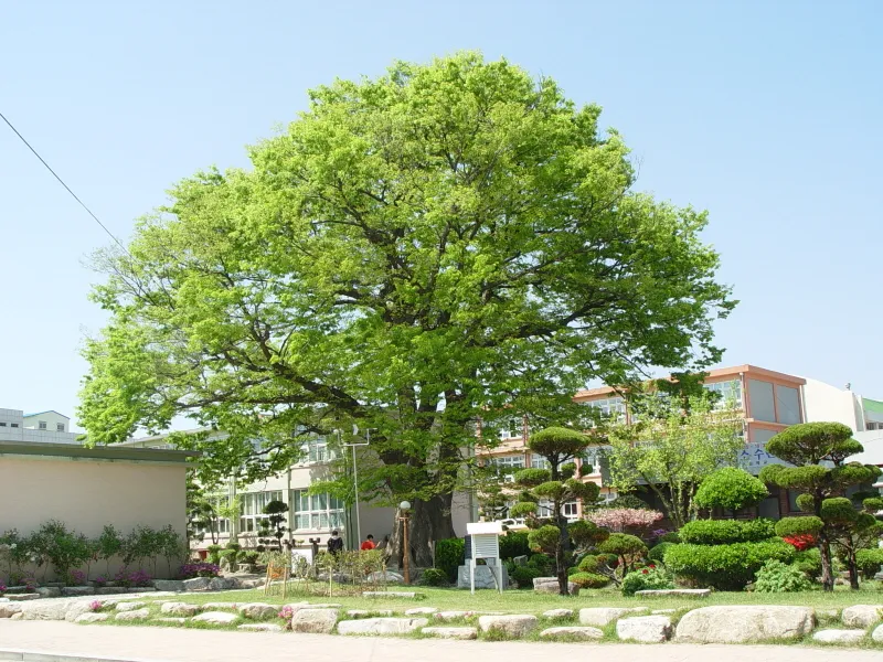 함양 학사루 느티나무 사진