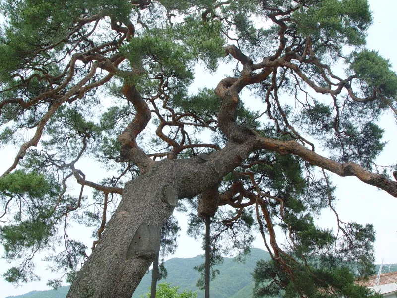 거창 당산리 당송 사진