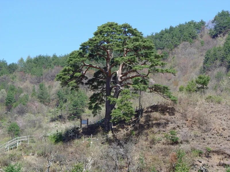 지리산 천년송 사진
