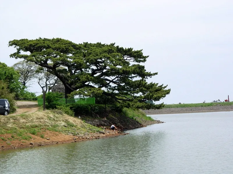 제주 수산리 곰솔 사진