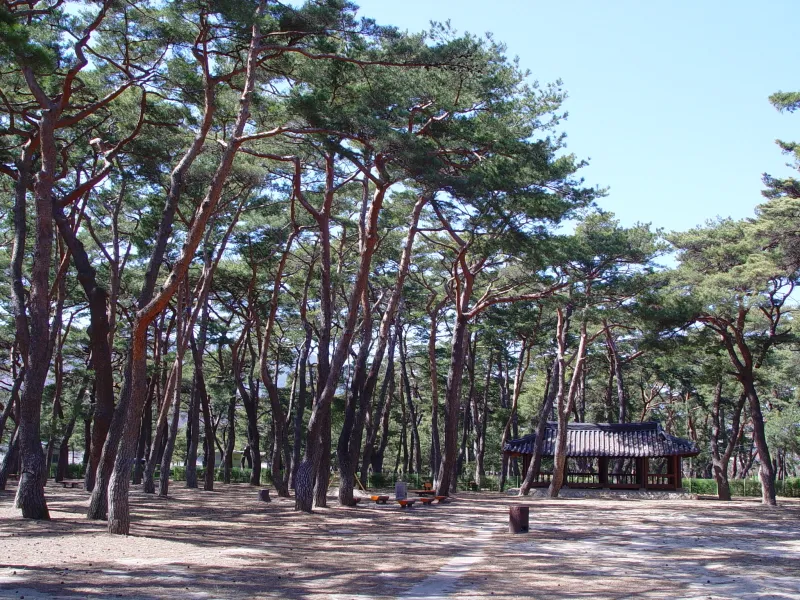 하동 송림 사진
