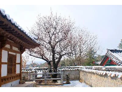 강릉 오죽헌 율곡매 사진