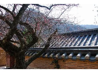장성 백양사 고불매 사진