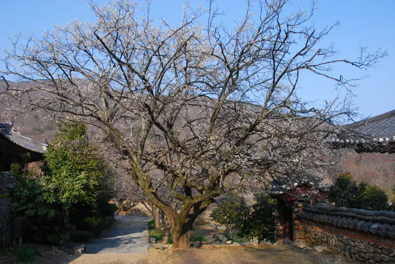 순천 선암사 선암매 사진