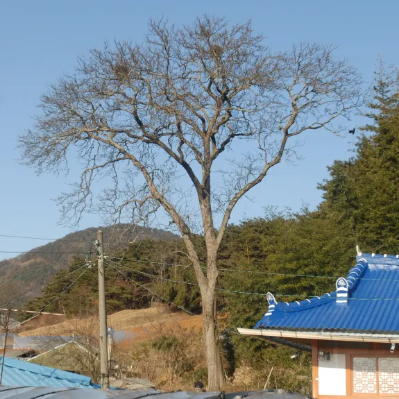 정읍 두월리 청실배나무 사진