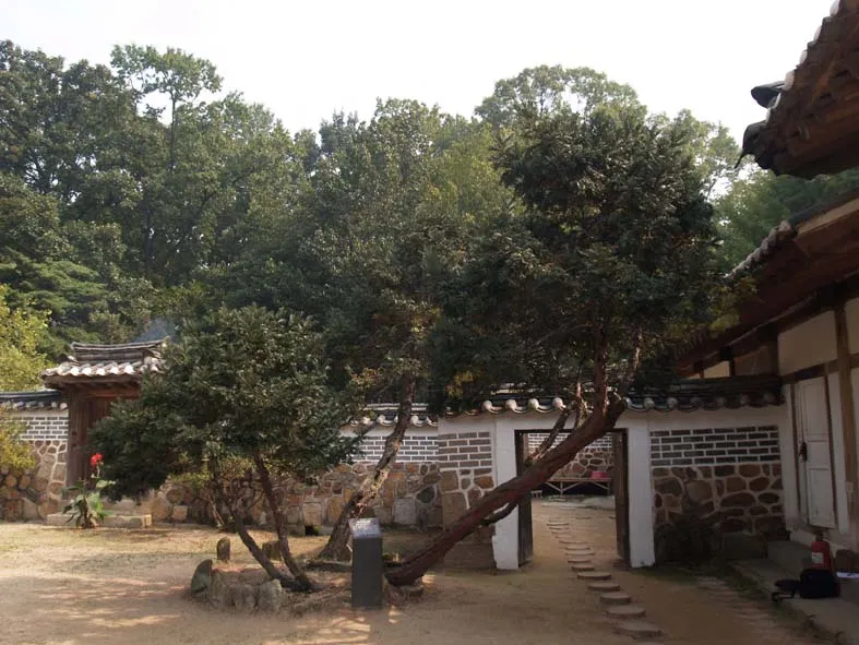 화성 융릉 개비자나무 사진