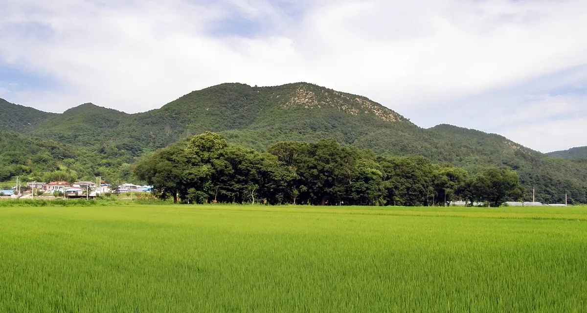 영덕 도천리 도천숲 사진