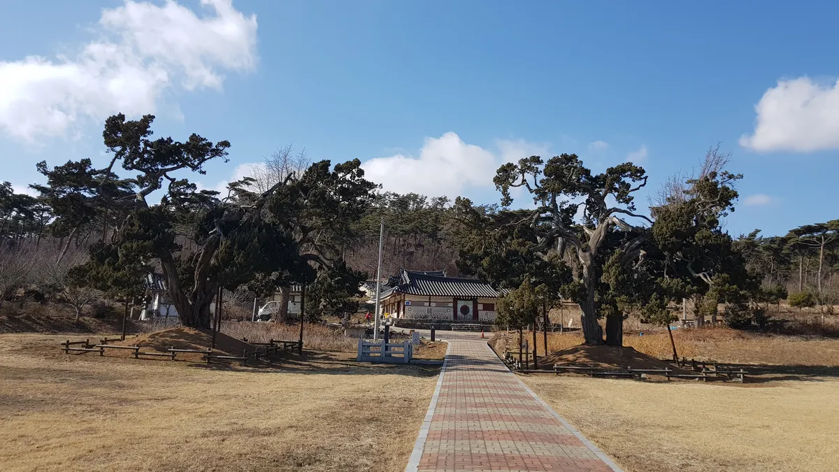 서산 송곡서원 향나무 사진